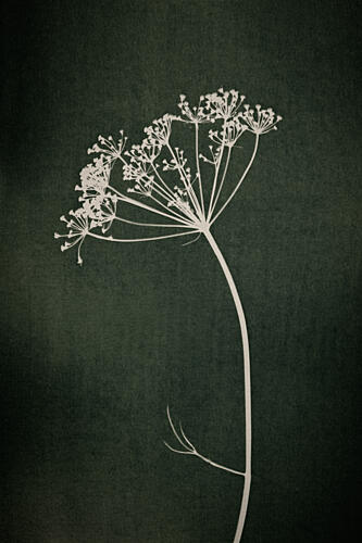 Dill Botanical Silhouette Art Print by Mayra Pama