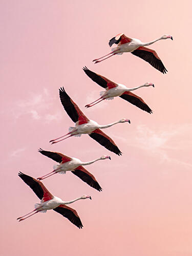 Pink Flamingos Flying Animaux reproduction