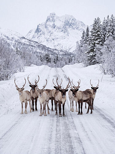 Snowy Mountain Reindeer Montagne reproduction