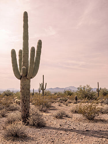 Saguaro Desert Landscape Montagne reproduction