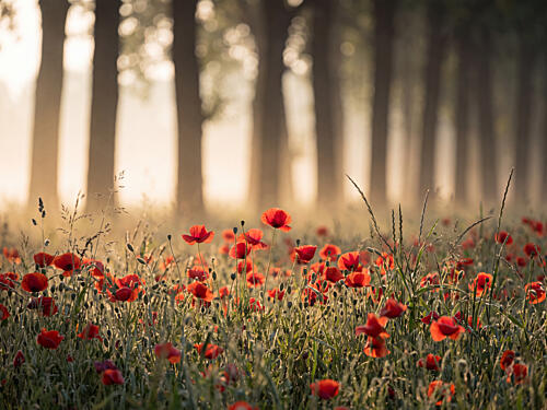 Golden Morning Poppy Field Doré reproduction