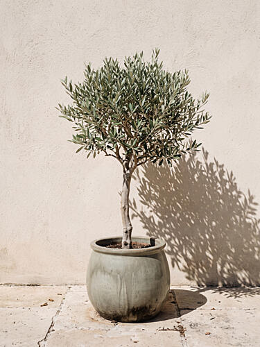 Potted Olive Tree Shadow Nature reproduction