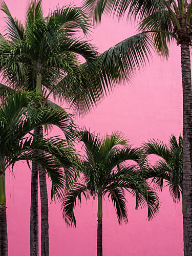 Vibrant Pink Palms Nature reproduction