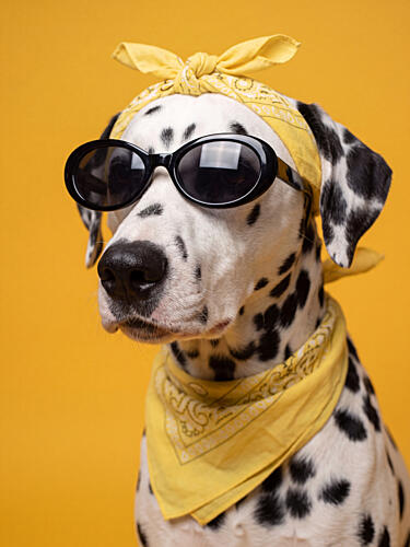 Cool Dalmatian Sunglasses Animaux reproduction
