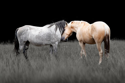 Gentle Horse Bond Art Print by Linda Louw
