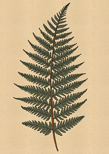 Delicate Fern Frond Nature reproduction