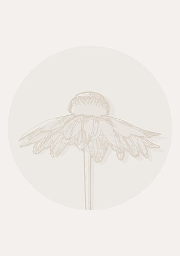 Minimalist Coneflower Bloom Minimaliste reproduction