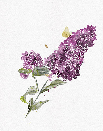 Purple Lilac Butterfly Aquarelle reproduction
