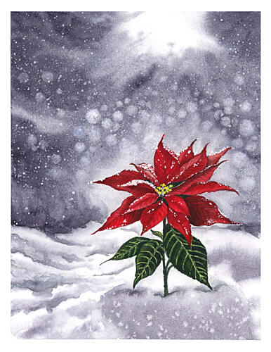 Poinsettia Winter Glow Art Print by Suchi Deb