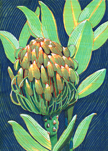 Vibrant Protea Flower Art Print