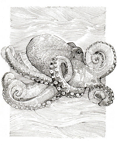 Black and White Octopus Line Drawing Art Print by Katie O'Shea