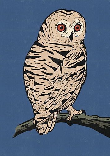 Striking Barred Owl Animaux reproduction