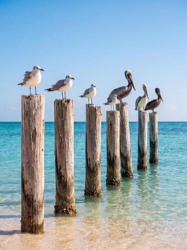 Tropical Birds Ocean Posts Plage reproduction