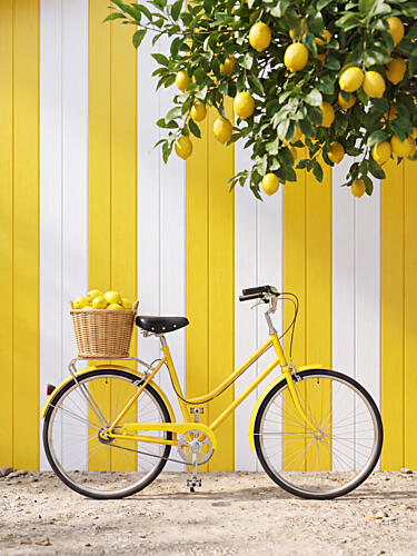 Yellow Bicycle with Lemons Alimentation reproduction