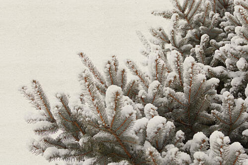Snowy Pine Branches Toile murale reproduction