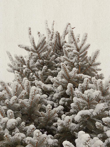 Snowy Evergreen Tree Toile murale reproduction