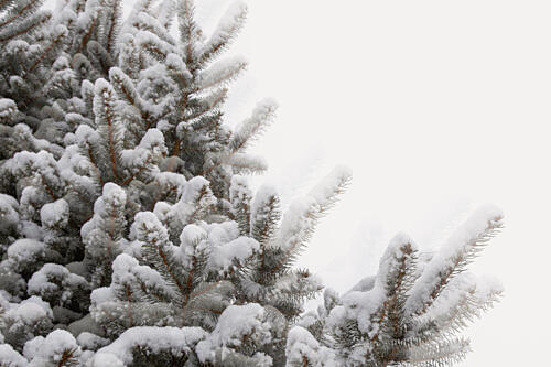 Snowy Pine Branches Toile murale reproduction