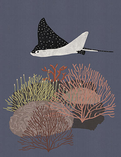 Spotted Ray over Coral Reef Nature reproduction
