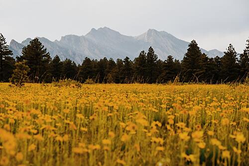 Golden Meadow Peaks Art Print by del Mundo Imagery