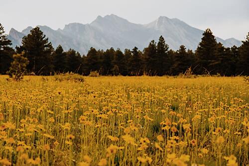 Yellow Flower Mountain Meadow Art Print by del Mundo Imagery