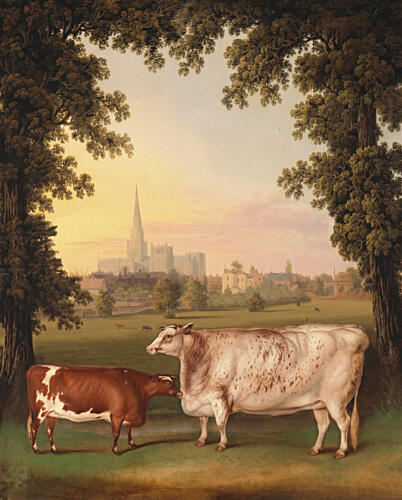 Cows and Cathedral View Art Print by Marja van den Hurk