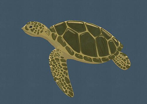 Green Sea Turtle Swim Art Print