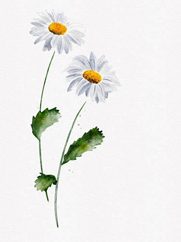 Delicate Daisy Blooms Art Print by Ankie Kooi