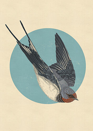 Swallow in Flight Animaux reproduction