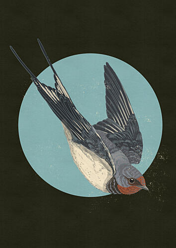 Swallow in Blue Circle Animaux reproduction