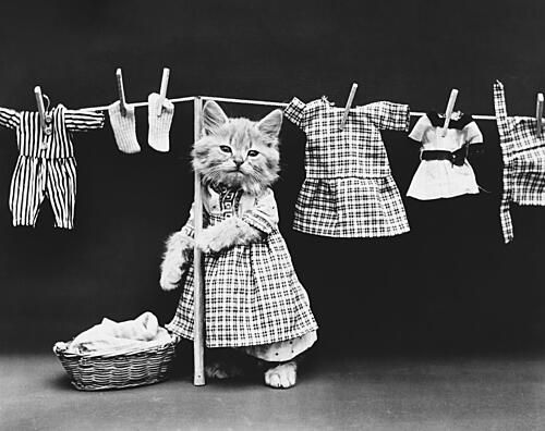Vintage Cat Laundry Animaux reproduction