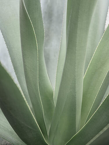 Agave Plant Serenity Art Print by Christa Stroo