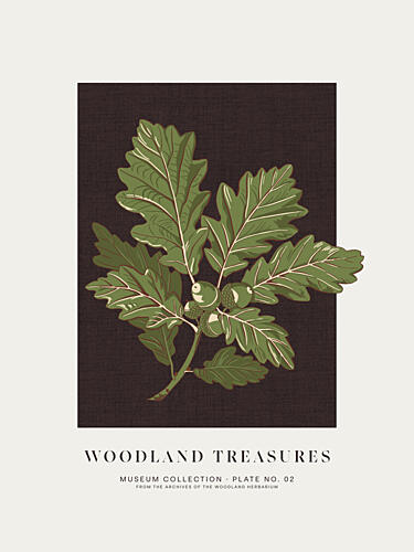 Woodland Oak Acorns Nature reproduction