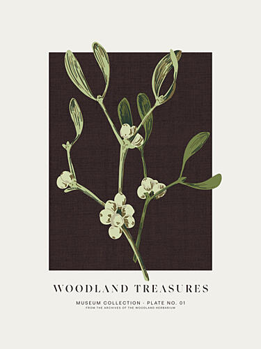 Woodland Mistletoe Study Nature reproduction