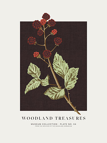 Woodland Blackberries Botanical Art Print by Alexandra Weise
