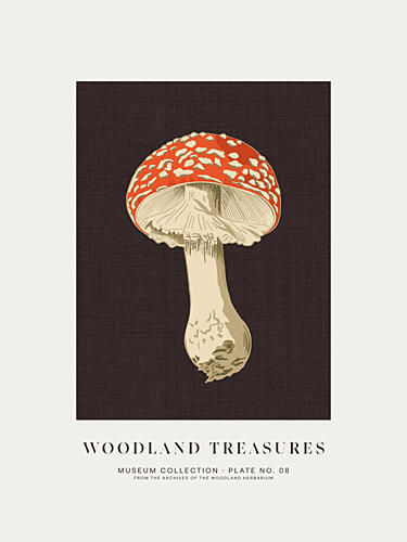 Fly Agaric Botanical Study Nature reproduction