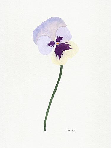 Delicate Purple Pansy Art Print by Nktn