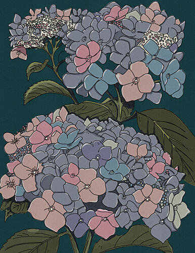 Muted Hydrangea Blooms Art Print by Nicholas