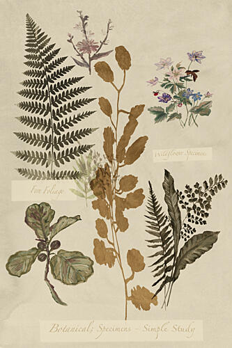 Botanical Specimens Study Nature morte reproduction