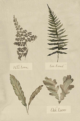 Botanical Leaf Study Art Print