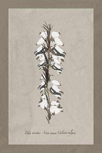 Delicate White Heather Art nouveau reproduction