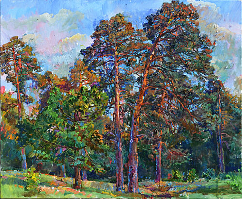 Sunlit Pine Trees Toile murale reproduction