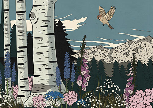 Birch Forest Mountain Bird Art Print by Nicholas