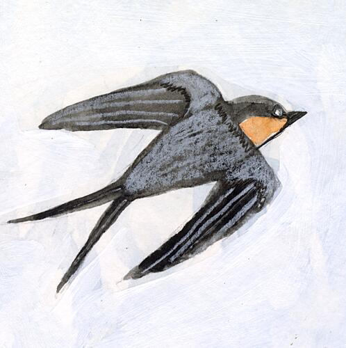 Graceful Swallow Flight Animaux reproduction