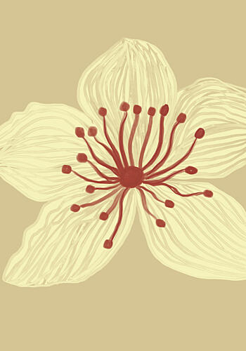 Soft Cream Blossom Aquarelle reproduction