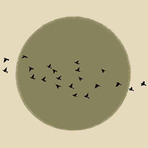 Graceful Birds Soaring Animaux reproduction