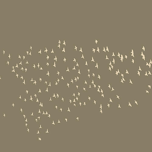 Graceful Birds in Flight Animaux reproduction