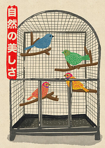 Natural Beauty Birds Animaux reproduction