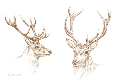 Majestic Stag Drawing Art Print