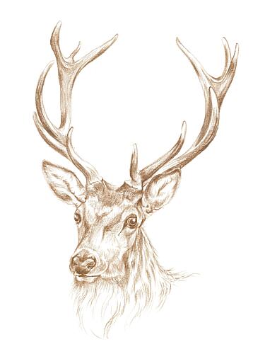 Majestic Stag Portrait Art Print