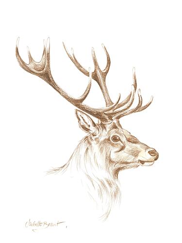 Majestic Stag Drawing Art Print
